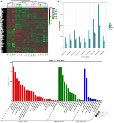 Transcriptomics-Based Study of Differentially Expressed Genes Related to Fat Deposition in Tibetan and Yorkshire Pigs